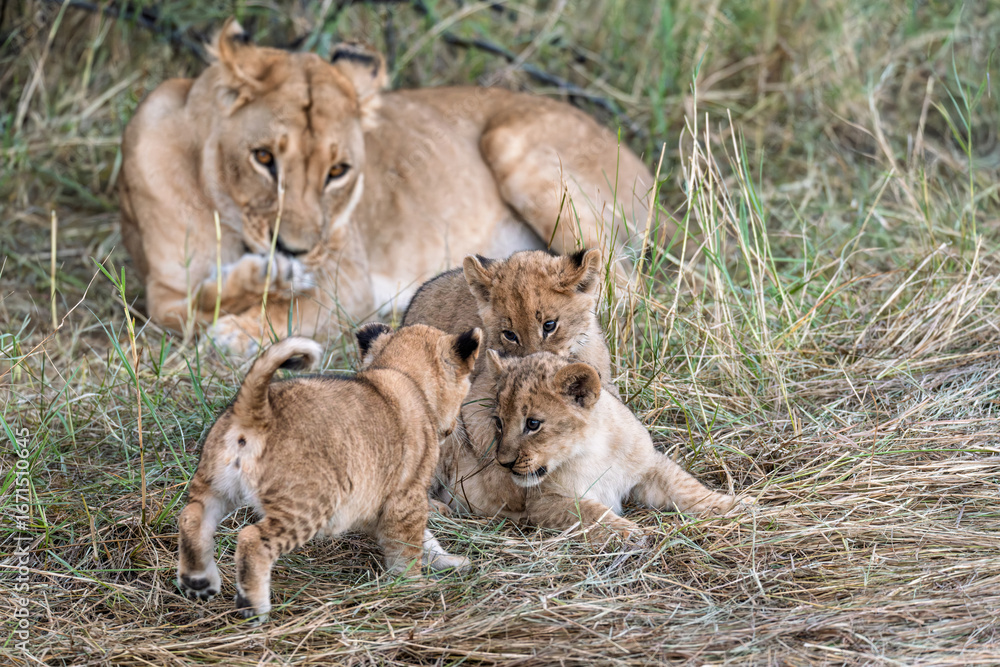 Fototapeta premium In the heart of Khwai, Botswana, a lion cub plays gently with its mother in 2025 – a touching moment of affection, playfulness, and the wild bonds of Africa - Animal of africa