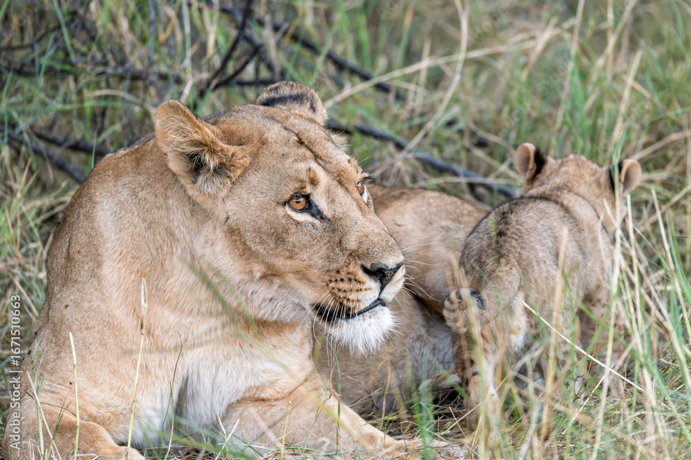 Fototapeta premium In the heart of Khwai, Botswana, a lion cub plays gently with its mother in 2025 – a touching moment of affection, playfulness, and the wild bonds of Africa - Animal of africa