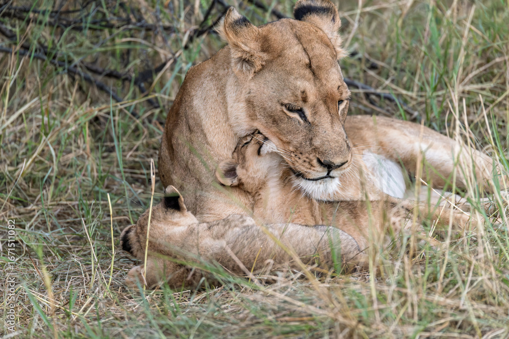 Fototapeta premium In the heart of Khwai, Botswana, a lion cub plays gently with its mother in 2025 – a touching moment of affection, playfulness, and the wild bonds of Africa - Animal of africa