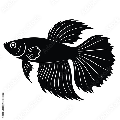 Black Siamese Fighting Fish Silhouette betta aquatic