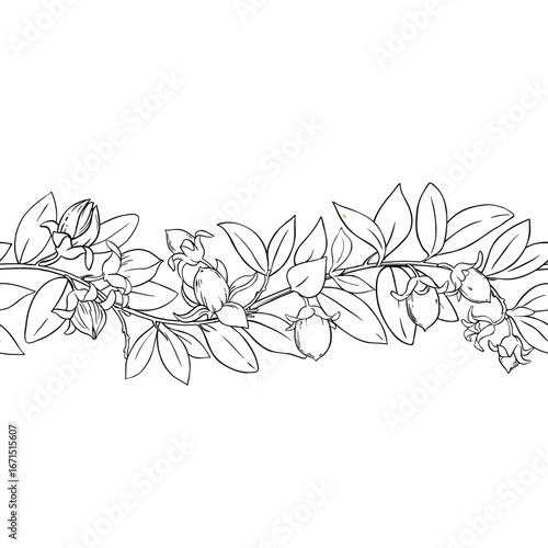 Jojoba Branch with Flowers, Nuts and Leaves Outline Horizontal Seamless Pattern. Essential oil ingredient for cosmetics, spa, aromatherapy, health care, alternative medicine. Vector isolated for desig