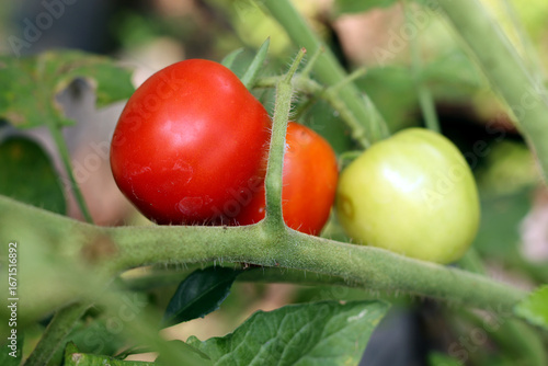 tomato fruit plant. tomato plant bearing fruit. tomatoes and tomato plants