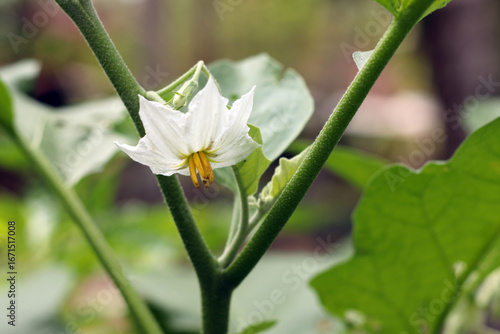 Beautiful eggplant flower blooming on plant in the garden, purple blossom with green leaves, organic farming and agriculture concept