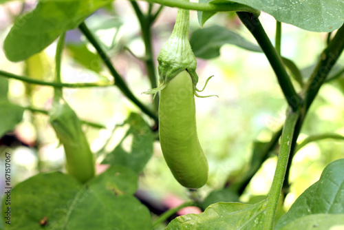 Eggplant plant with fruits growing in the garden, fresh organic vegetables with green leaves, natural farming and agriculture concept