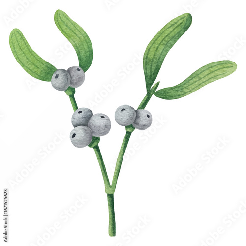 Set of bright watercolor mistletoe and holly berry illustrations. Collection of watercolour Christmas tree branches, leaves and berries for New Year greeting cards and banner decor