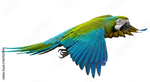 Cuadro en lienzo Isolated Macaw Flying