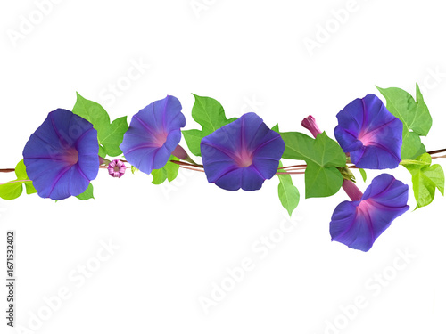 Close-up of blooming purple morning glory vine isolated on transparent background png file.