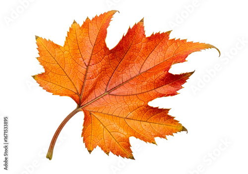 Wallpaper Mural Vibrant autumn leaf, detailed orange and red hues, displayed against a pure black background. Torontodigital.ca