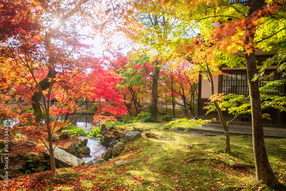 Obraz premium Beautiful autumn tree colors of Eikan-do garden at sunset, Kyoto