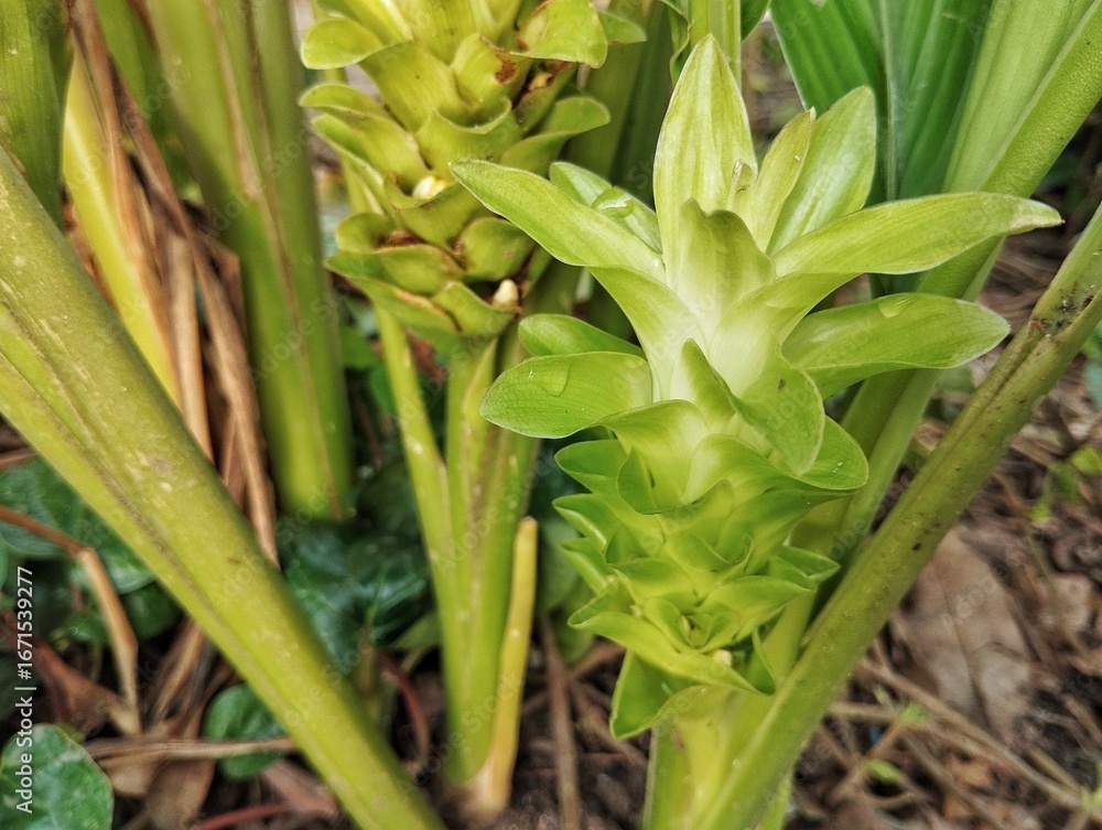 Obraz premium Turmeric flower (Curcuma longa) in outdoor garden, Organic farm plant 