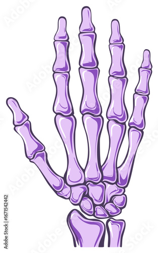 Stylized Purple Skeleton Hand with Visible Joints and Articulations
