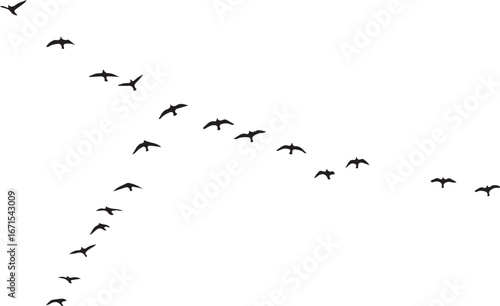 Flock of black birds flying in V formation against white background migration
