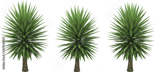 Three Yucca Trees Isolated on White Background – Desert Plants with Spiky Green Leaves and Woody Trunks, Tropical Landscape Elements