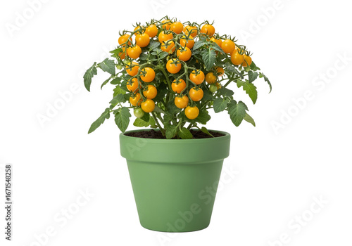Vibrant yellow cherry tomatoes on a healthy plant, nestled within a simple sage-green pot.