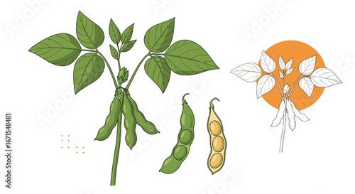 Illustrations of soybean plants showing pods with beans and delicate flowers indicating growth and yield potential