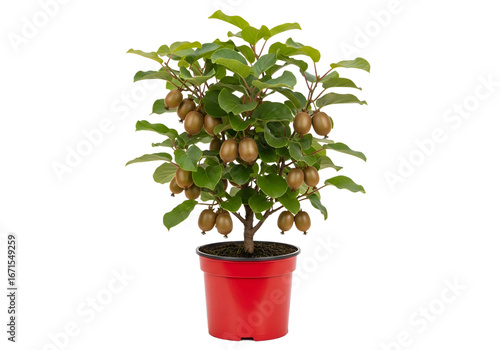 Wallpaper Mural A small, potted kiwi tree with abundant, golden-brown fruit and lush green leaves is displayed against a plain black background. Torontodigital.ca