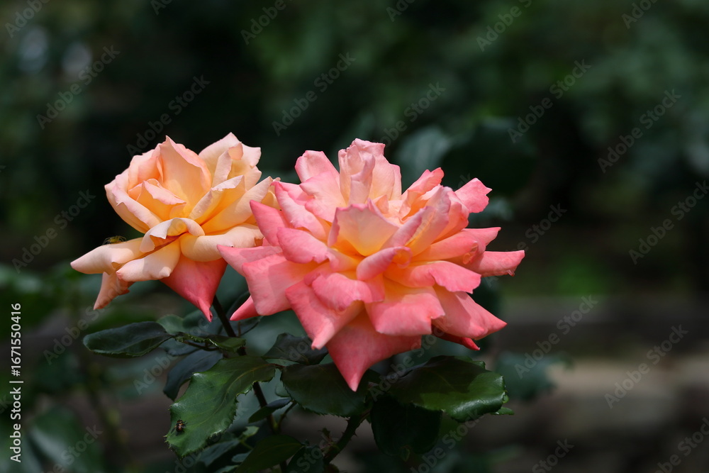 Fototapeta premium 花の女王