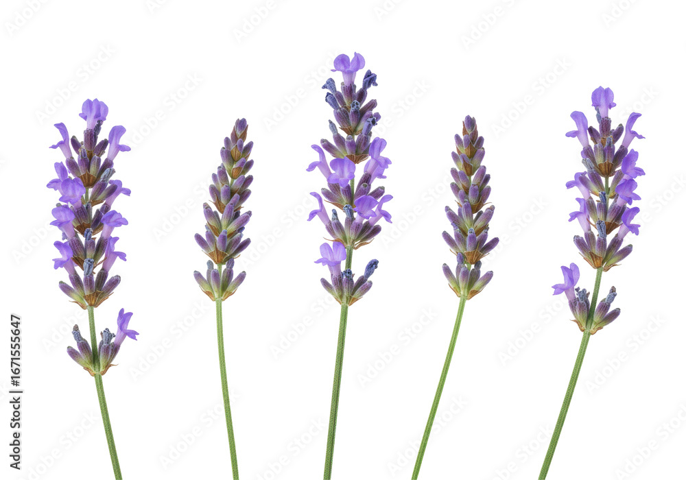 Naklejka premium Five vibrant lavender flowers arranged vertically against a transparent background isolated on white background