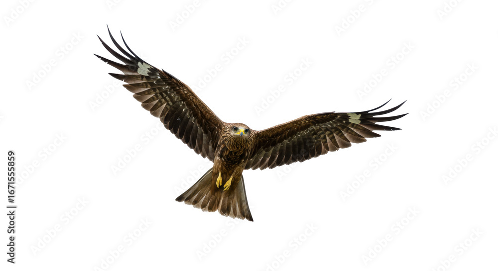 Fototapeta premium Majestic hawk soaring through the sky with clear blue background and vibrant scenery isolated on white background