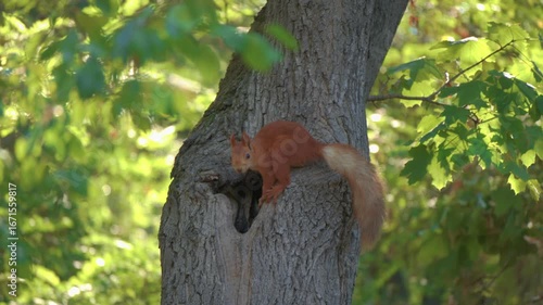 A Squirrel Joyfully Playing on a Tree Branch in the Heart of a Lush and Vibrant Forest