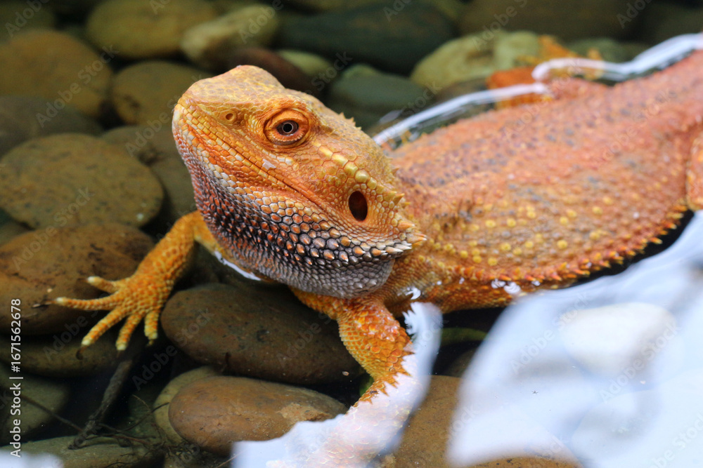 Obraz premium Bearded dragon lizard on Natural Habitat ,Close up image of Inland Bearded Dragon (Pogona vitticeps), Australian Bearded Dragon 
