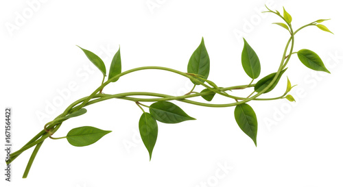 Isolated Twisting Vine