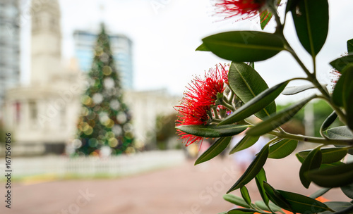 Pohutukawa trees in bloom. Out-of-focus Christmas tree in the background. Auckland.