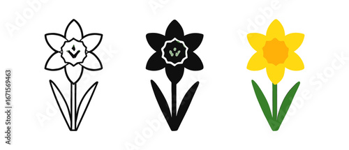 Daffodil flower design in outline, silhouette, and color variations