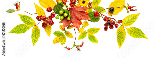 Seasonal composition of yellow leaves, autumn berries and flowers arranged in a decorative autumn border on transparent background.