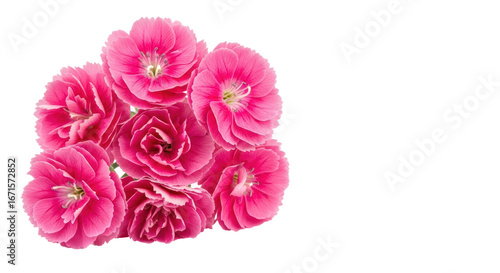Isolated Pink Flowers