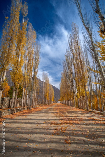 View of a path lined with golden trees under a vibrant blue sky, leaves scattered underfoot in Nagar Khas, Gilgit Baltistan, Pakistan.