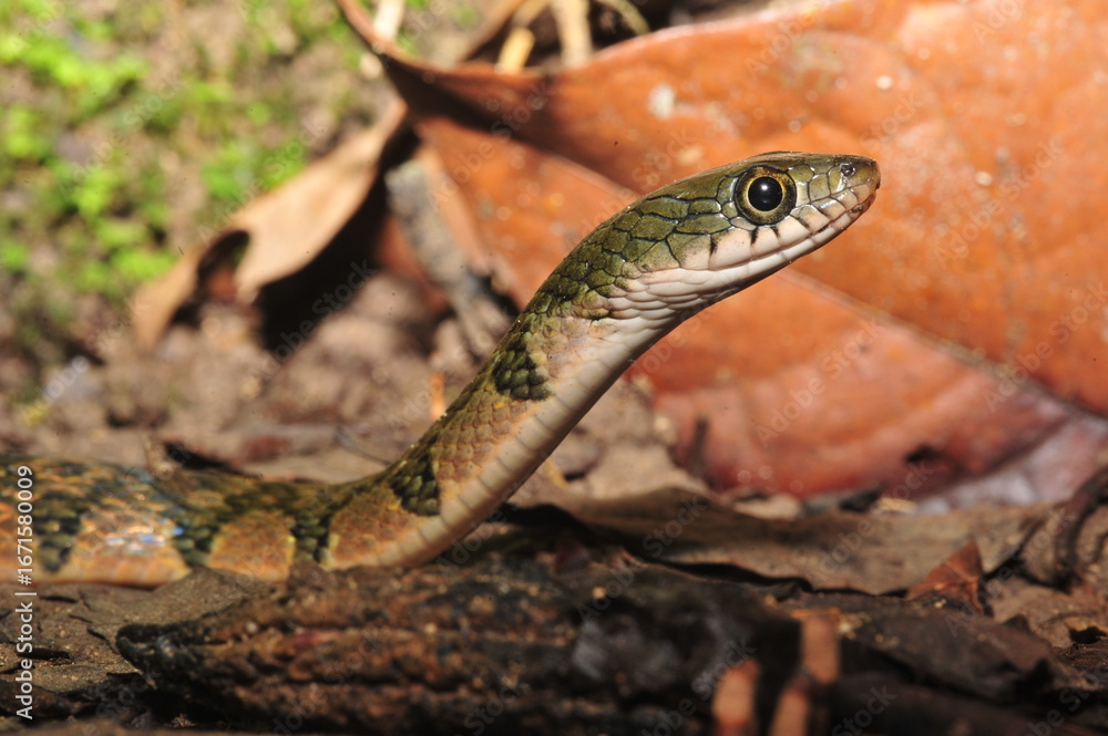 Fototapeta premium Green Tree Snake