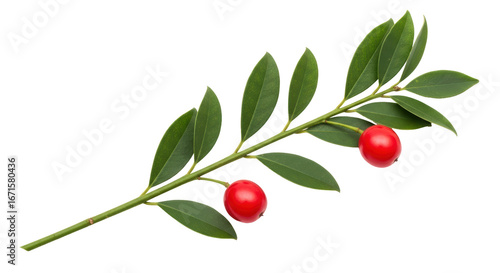 Photography Isolated Holly Branch with Berries