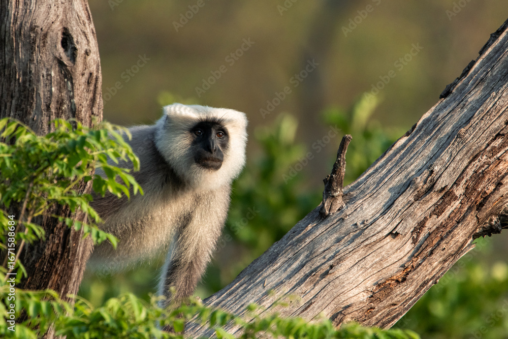 Obraz premium Gray langur exploring tree branches in indian forest