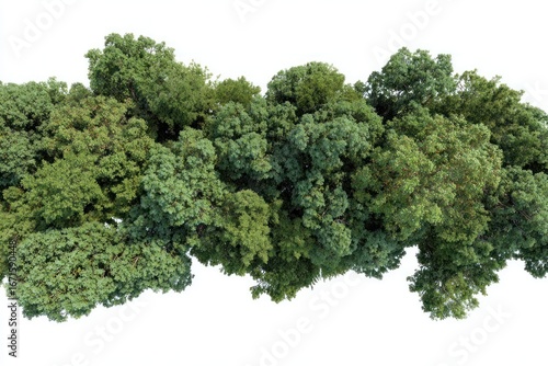 Dense treetop view with varied green foliage against white
