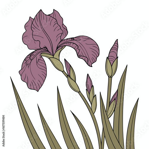 Vintage botanical illustration of a blooming purple iris flower with unopened buds and green leaves on a white background