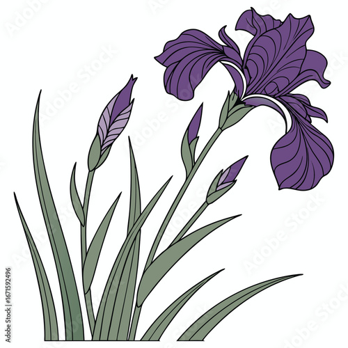 Elegant japanese iris with unopened buds and long green leaves on a white background