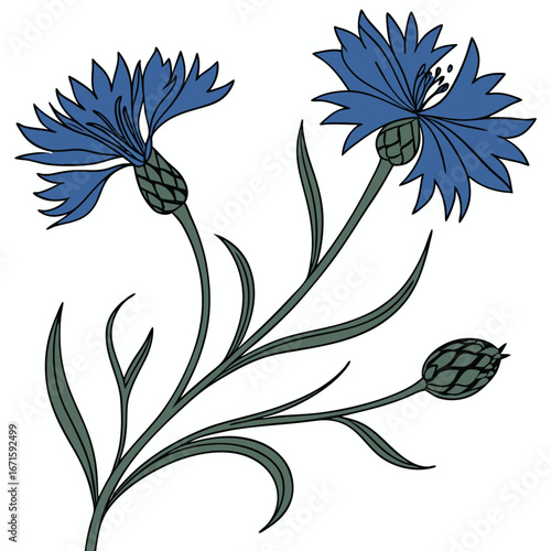 Two vibrant blue cornflowers in bloom with a bud on a white background