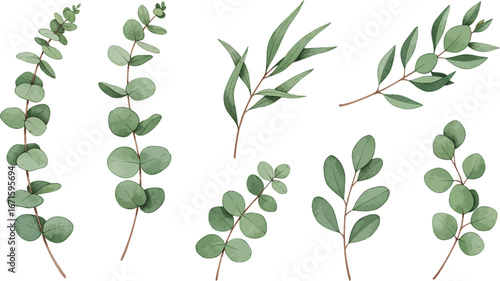Eucalyptus leaves branches in various shapes and sizes on white background on transparent background