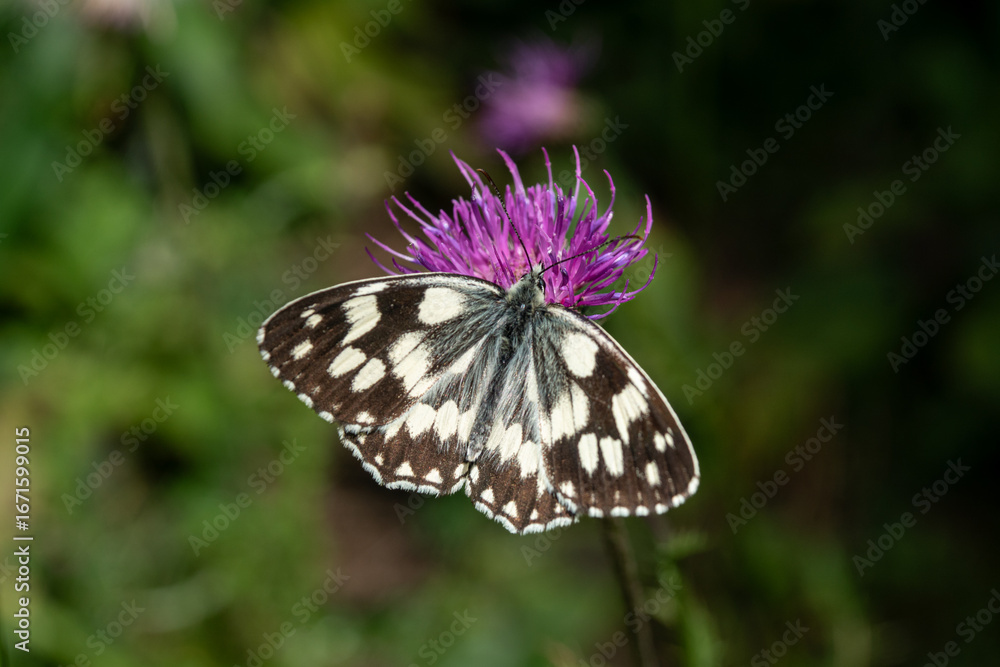 Fototapeta premium Melanargia galatea,