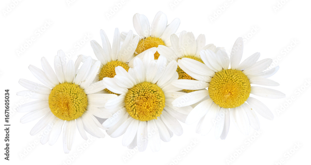 Fototapeta premium Fleurs de Marguerite commune 