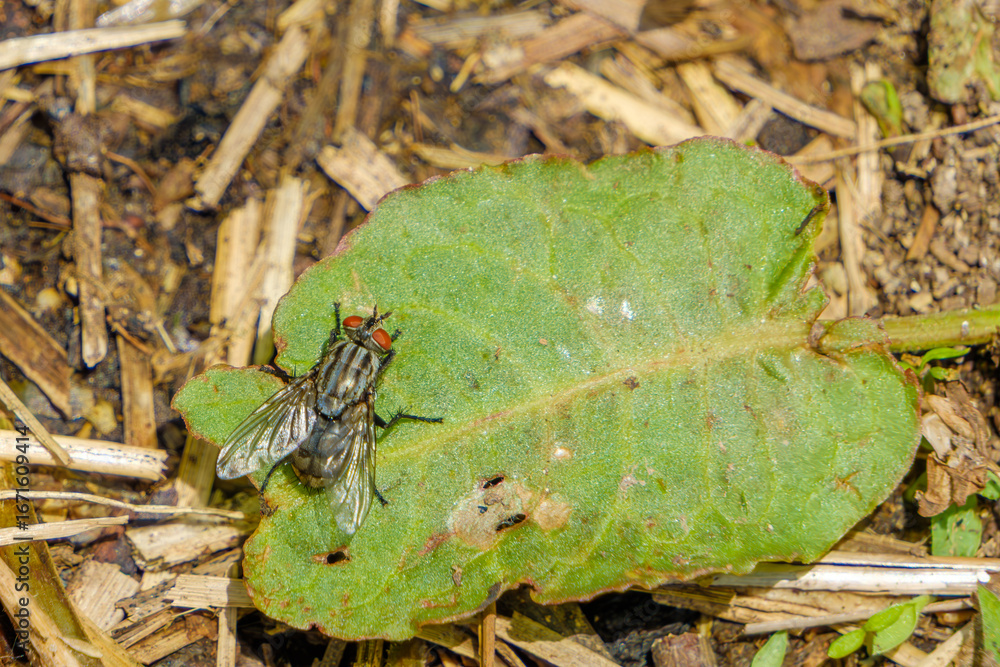 Naklejka premium 緑の葉にとまるハエのマクロ撮影