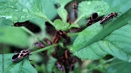 Macro Closeup of Tropidothorax Fimbriatus Seed Bugs Colony on Fresh Green Leaves in Nature