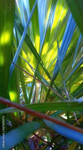 Angled view up through leafy stalks, sunlit and vibrant