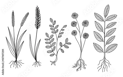 Delicate line art of various plants and herbs