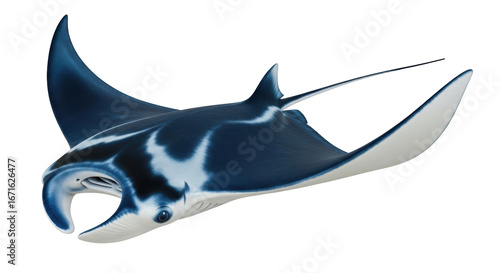 Obraz na płótnie Isolated Manta Ray Swimming