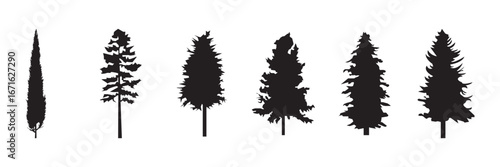 Silhouette of pine trees, Silhouettes of Christmas trees, various types . Silhouettes of evergreen trees in a forest setting . 