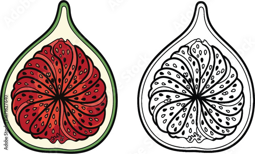 Detailed Fig Fruit Cross Section Vector Art: Illustrative View of Ripe Fig's Juicy Pulp and Seeds in Green and Red Hues