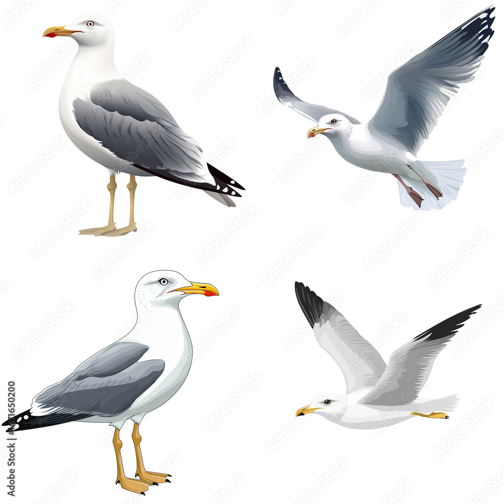 Fototapeta premium Seagull in a vector style, isolated white background