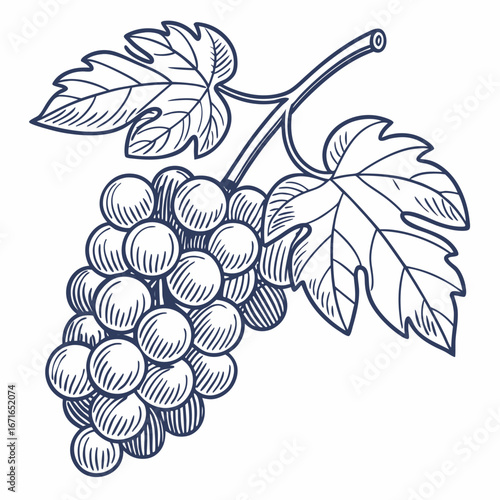 Vector art of hand drawn grape cluster with leaves, perfect for illustrating wine, food, or agricultural themes in a vintage style